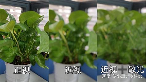 植物散光